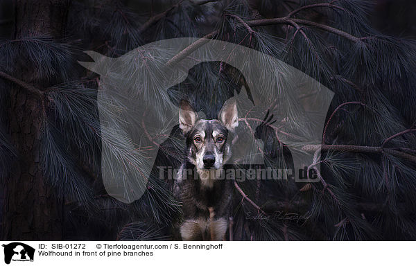 Wolfshund vor Kiefernzweige / Wolfhound in front of pine branches / SIB-01272