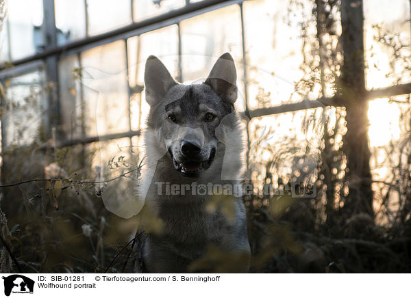 Wolfshund Portrait / Wolfhound portrait / SIB-01281