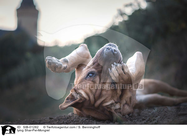 liegender Shar-Pei-Mischling / lying Shar-Pei-Mongrel / SIB-01282