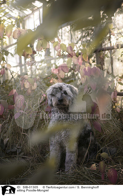 sitzender Pudel-Mischling / sitting Poodle-Mongrel / SIB-01305