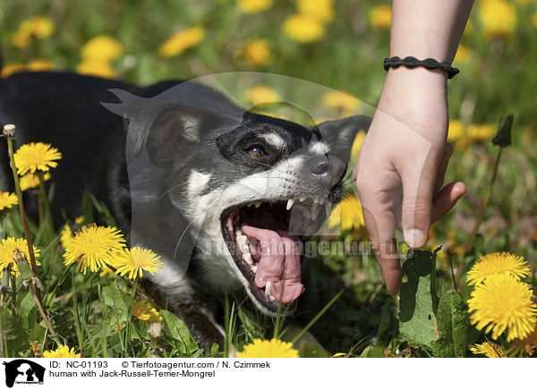Mensch mit Jack-Russell-Terrier-Mischling / human with Jack-Russell-Terrier-Mongrel / NC-01193