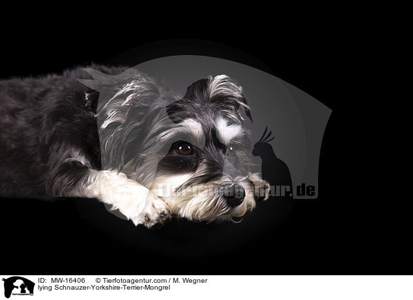 liegender Schnauzer-Yorkshire-Terrier-Mischling / lying Schnauzer-Yorkshire-Terrier-Mongrel / MW-16406