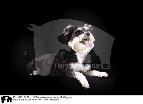 liegender Schnauzer-Yorkshire-Terrier-Mischling / lying Schnauzer-Yorkshire-Terrier-Mongrel / MW-16408