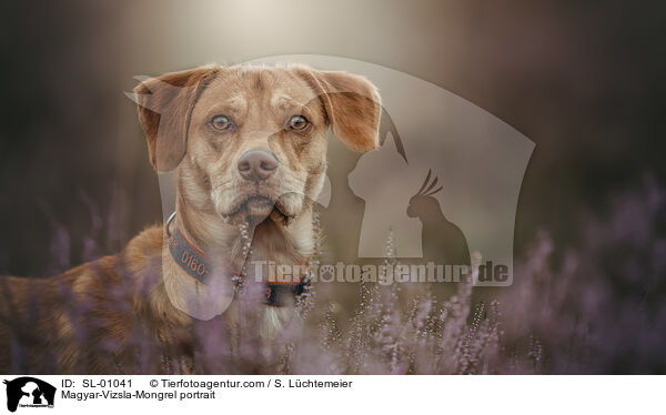 Magyar-Vizsla-Mischling Portrait / Magyar-Vizsla-Mongrel portrait / SL-01041