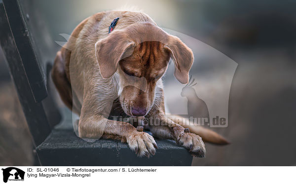 liegender Magyar-Vizsla-Mischling / lying Magyar-Vizsla-Mongrel / SL-01046