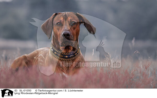 liegender Rhodesian-Ridgeback-Mischling / lying Rhodesian-Ridgeback-Mongrel / SL-01050