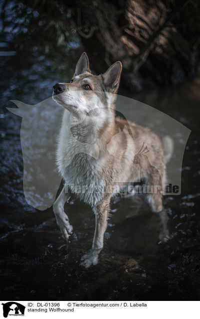 stehender Wolfshund / standing Wolfhound / DL-01396