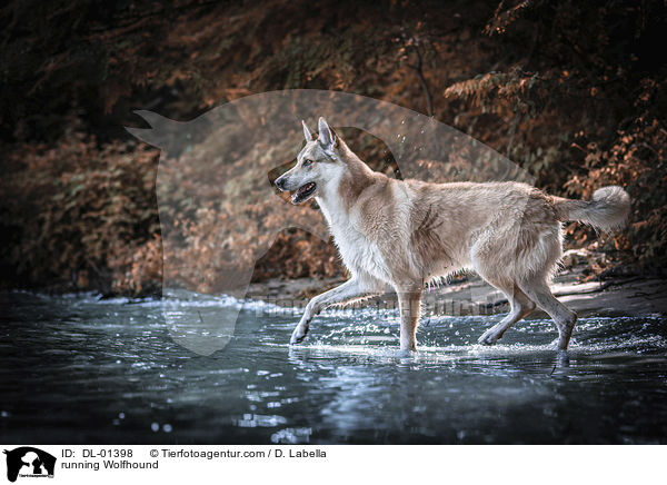 rennender Wolfshund / running Wolfhound / DL-01398