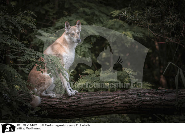 sitzender Wolfshund / sitting Wolfhound / DL-01402