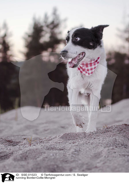 rennender Border-Collie-Mischling / running Border-Collie-Mongrel / SSE-01023