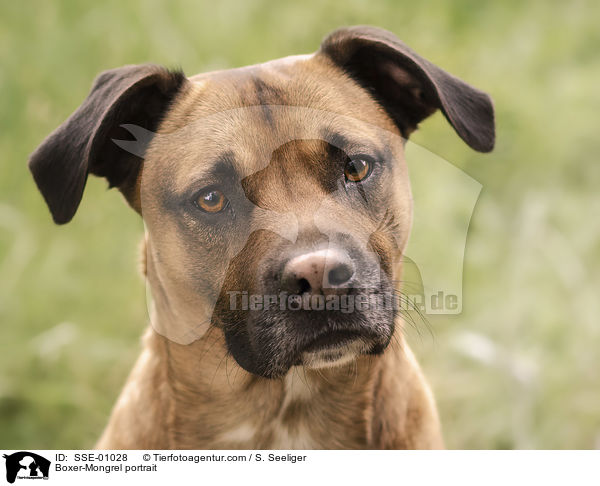Boxer-Mischling Portrait / Boxer-Mongrel portrait / SSE-01028
