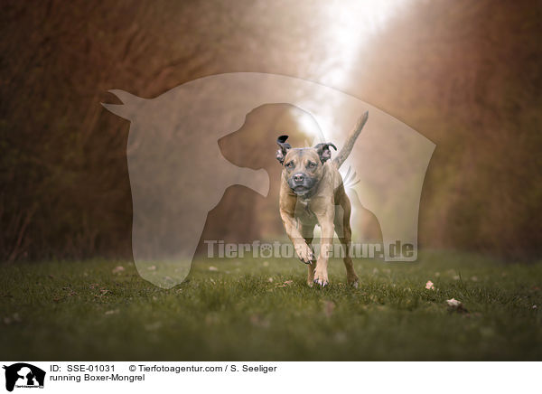 running Boxer-Mongrel / SSE-01031