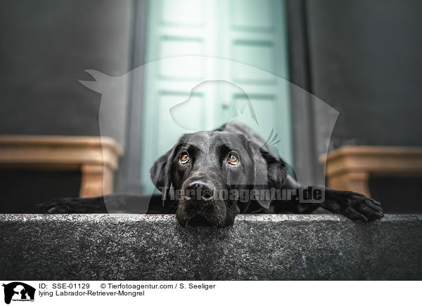 liegender Labrador-Retriever-Mischling / lying Labrador-Retriever-Mongrel / SSE-01129