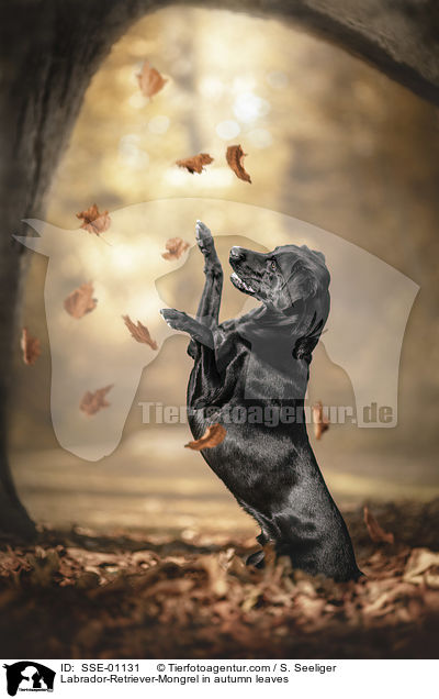 Labrador-Retriever-Mischling im Herbstlaub / Labrador-Retriever-Mongrel in autumn leaves / SSE-01131
