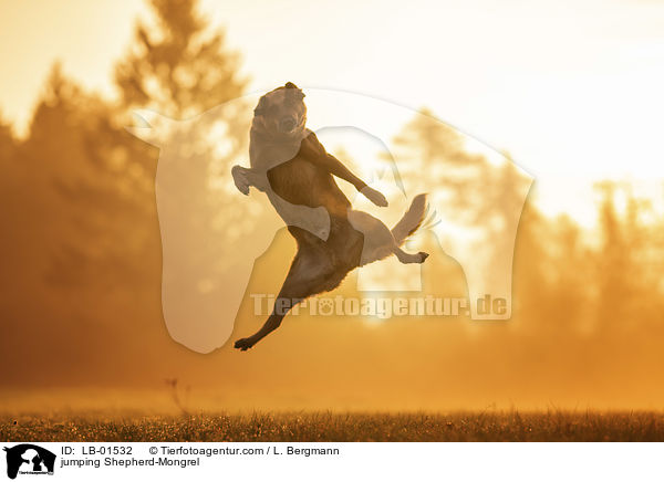 springender Schferhund-Mischling / jumping Shepherd-Mongrel / LB-01532