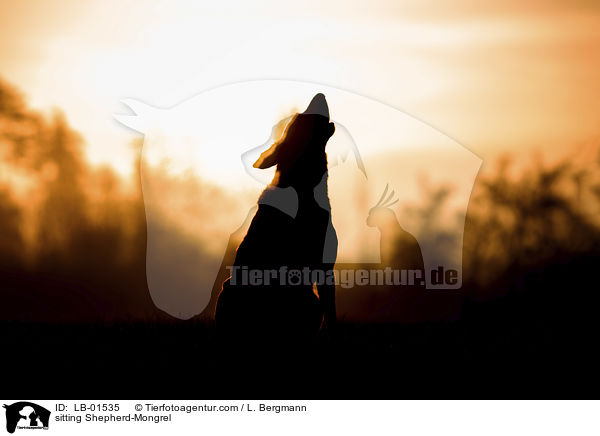 sitzender Schferhund-Mischling / sitting Shepherd-Mongrel / LB-01535