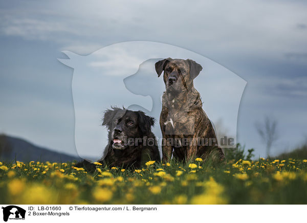 2 Boxer-Mischlinge / 2 Boxer-Mongrels / LB-01660