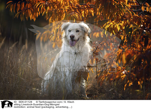sitzender Herdenschutzhund-Mischling / sitting Livestock-Guardian-Dog-Mongrel / SEK-01128