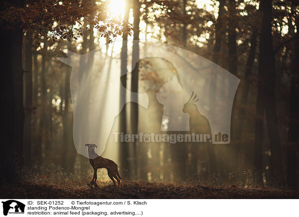 stehender Podenco-Mischling / standing Podenco-Mongrel / SEK-01252