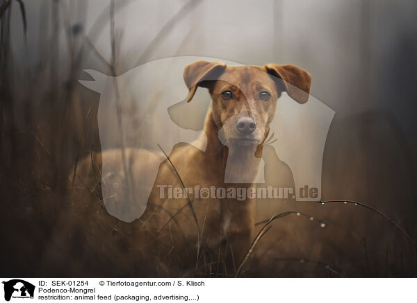 Podenco-Mischling / Podenco-Mongrel / SEK-01254