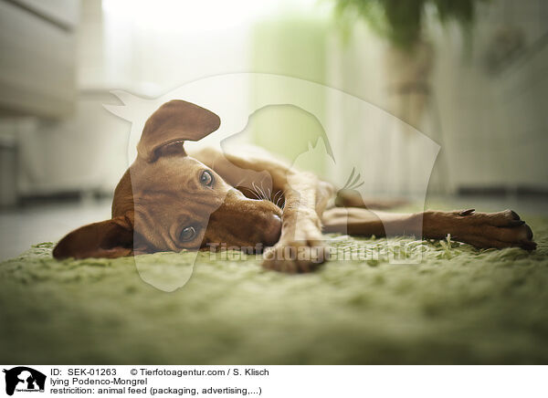 liegender Podenco-Mischling / lying Podenco-Mongrel / SEK-01263