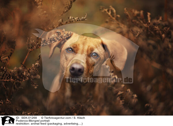 Podenco-Mischling Portrait / Podenco-Mongrel portrait / SEK-01268