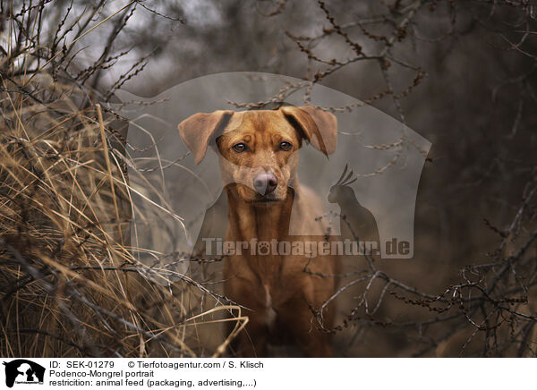 Podenco-Mischling Portrait / Podenco-Mongrel portrait / SEK-01279
