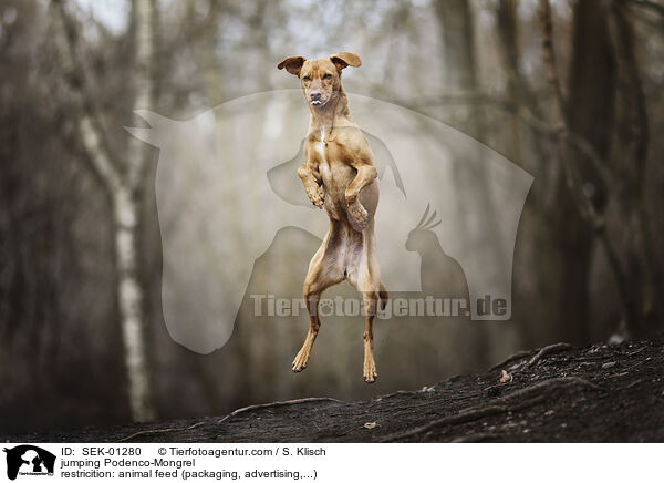 jumping Podenco-Mongrel / SEK-01280