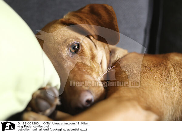 liegender Podenco-Mischling / lying Podenco-Mongrel / SEK-01283