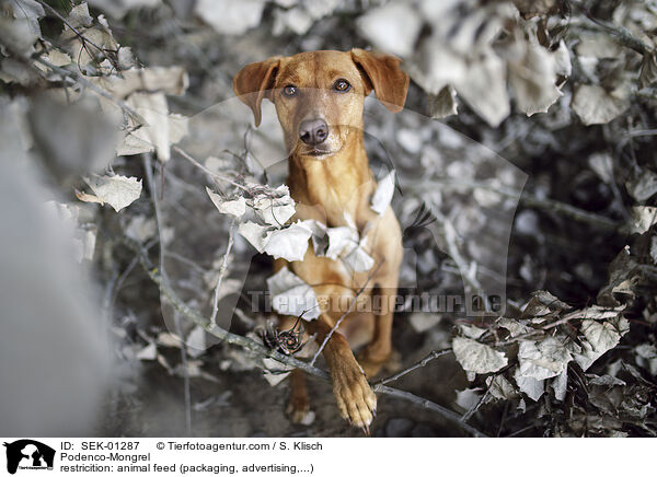 Podenco-Mischling / Podenco-Mongrel / SEK-01287