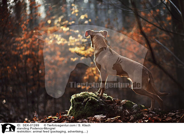 stehender Podenco-Mischling / standing Podenco-Mongrel / SEK-01289
