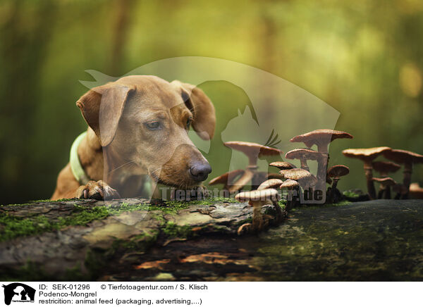 Podenco-Mischling / Podenco-Mongrel / SEK-01296