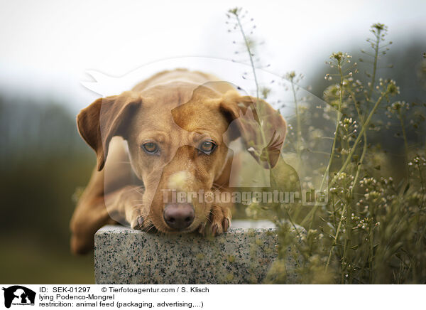 liegender Podenco-Mischling / lying Podenco-Mongrel / SEK-01297
