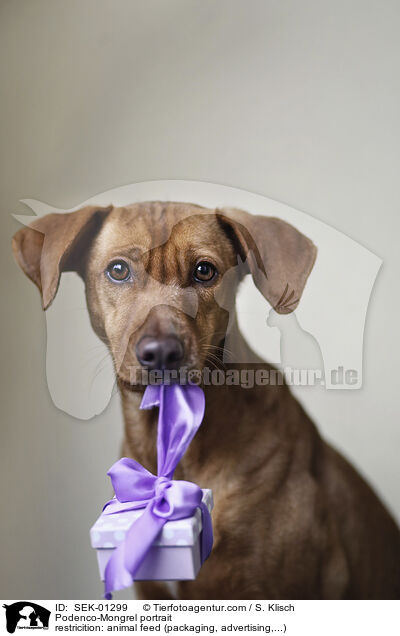 Podenco-Mischling Portrait / Podenco-Mongrel portrait / SEK-01299