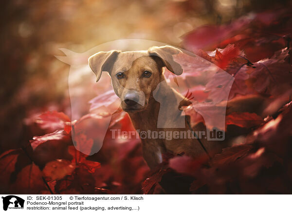 Podenco-Mischling Portrait / Podenco-Mongrel portrait / SEK-01305