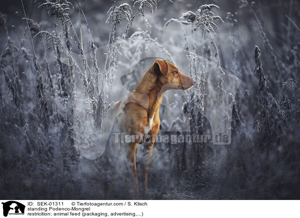 stehender Podenco-Mischling / standing Podenco-Mongrel / SEK-01311