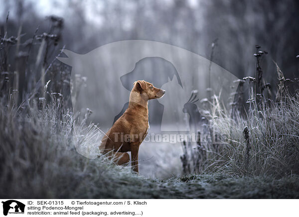 sitzender Podenco-Mischling / sitting Podenco-Mongrel / SEK-01315