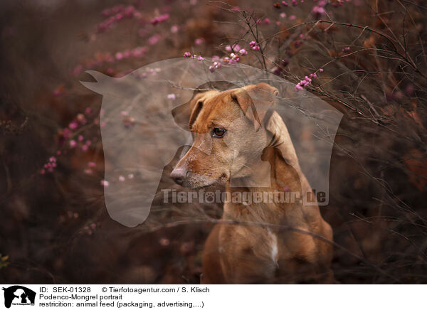 Podenco-Mischling Portrait / Podenco-Mongrel portrait / SEK-01328