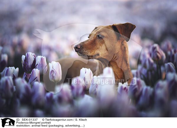 Podenco-Mischling Portrait / Podenco-Mongrel portrait / SEK-01337