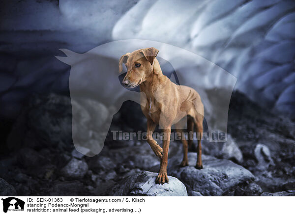 stehender Podenco-Mischling / standing Podenco-Mongrel / SEK-01363