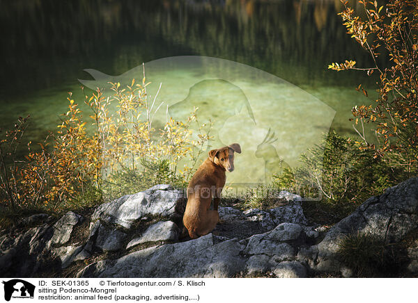 sitzender Podenco-Mischling / sitting Podenco-Mongrel / SEK-01365
