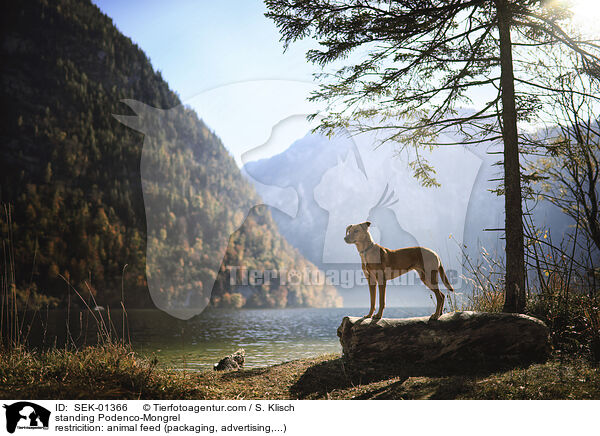 stehender Podenco-Mischling / standing Podenco-Mongrel / SEK-01366