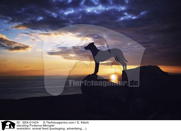 stehender Podenco-Mischling / standing Podenco-Mongrel / SEK-01424