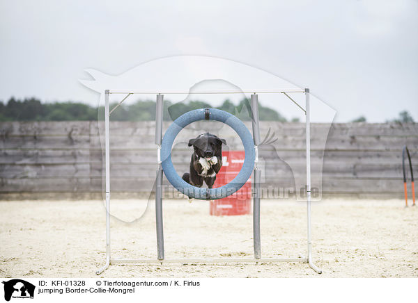 springender Border-Collie-Mischling / jumping Border-Collie-Mongrel / KFI-01328