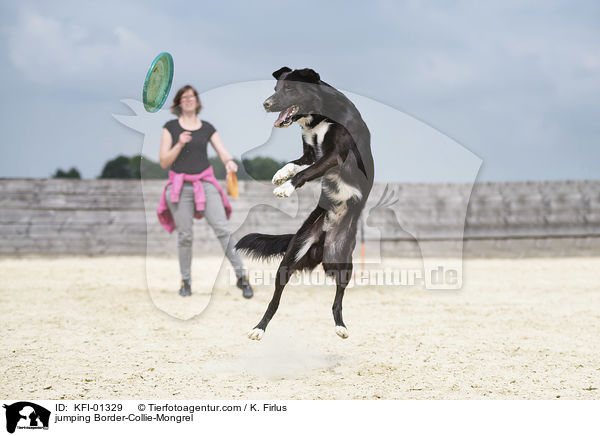 springender Border-Collie-Mischling / jumping Border-Collie-Mongrel / KFI-01329