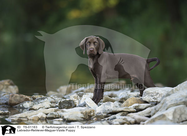 Labrador-Retriever-Magyar-Vizsla Welpe / Labrador-Retriever-Magyar-Vizsla Puppy / TS-01163