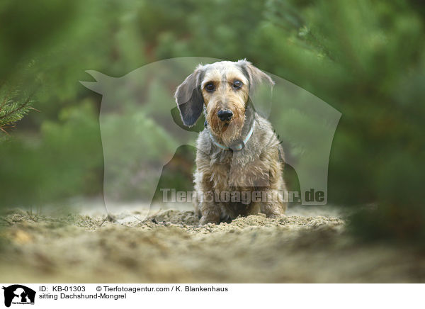 sitzender Dackel-Mischling / sitting Dachshund-Mongrel / KB-01303