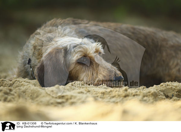liegender Dackel-Mischling / lying Dachshund-Mongrel / KB-01306