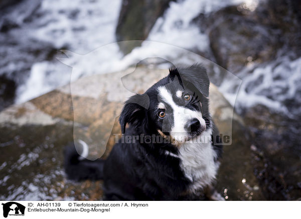 Entlebucher-Sennenhund-Mischling / Entlebucher-Mountain-Dog-Mongrel / AH-01139