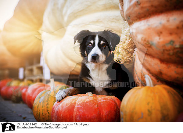 Entlebucher-Sennenhund-Mischling / Entlebucher-Mountain-Dog-Mongrel / AH-01142